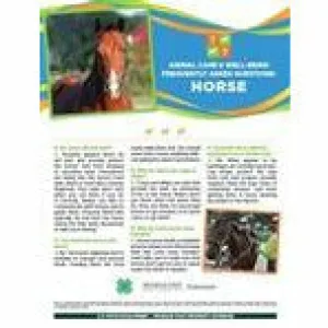 4-H Animal Care & Well-Being Poster - Horse