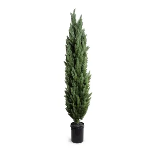 Italian Cypress Tree 9.5'H
