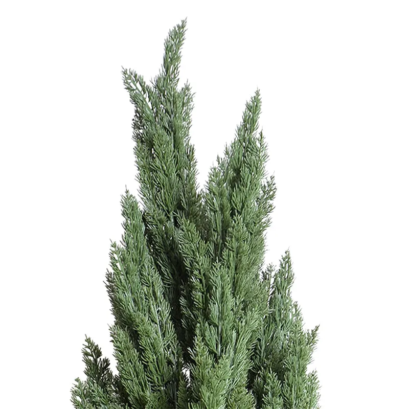 Italian Cypress Tree 9.5'H