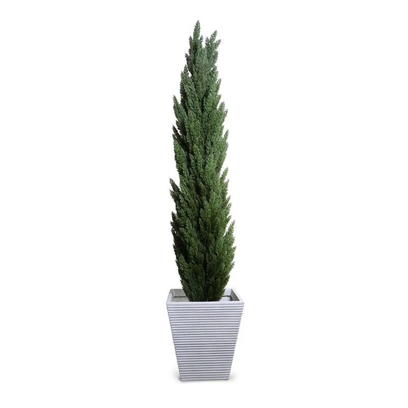 Italian Cypress Tree 9.5'H