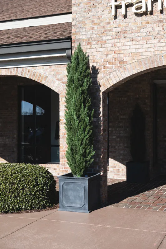 Italian Cypress Tree 9.5'H