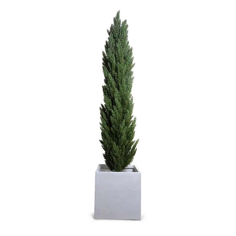 Italian Cypress Tree 9.5'H